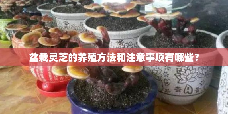 盆栽灵芝的养殖方法和注意事项有哪些？