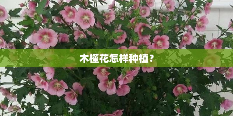 木槿花怎样种植？