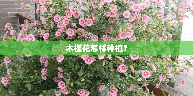 木槿花怎样种植? 木槿花怎样种植?