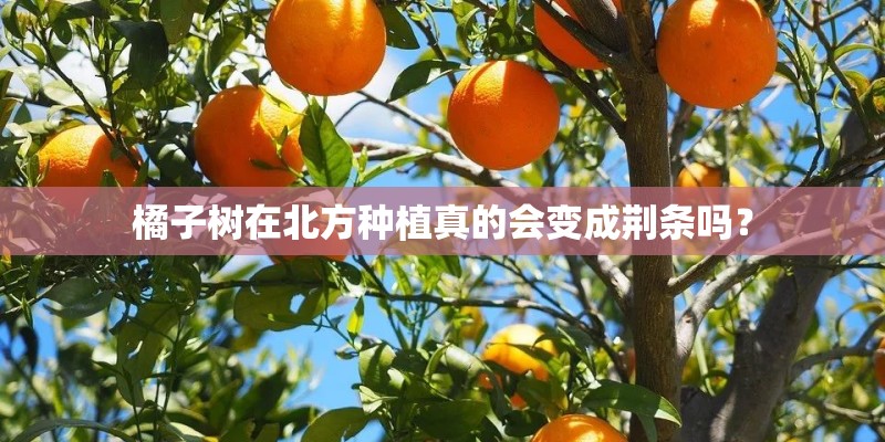 橘子树在北方种植真的会变成荆条吗？
