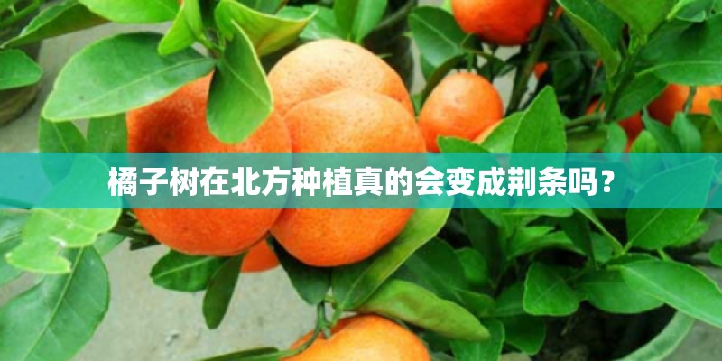 橘子树在北方种植真的会变成荆条吗？