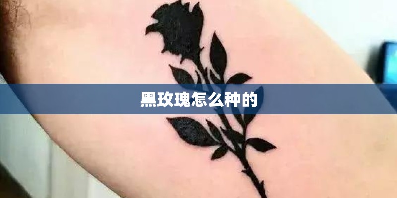 黑玫瑰怎么种的 黑玫瑰怎么种的