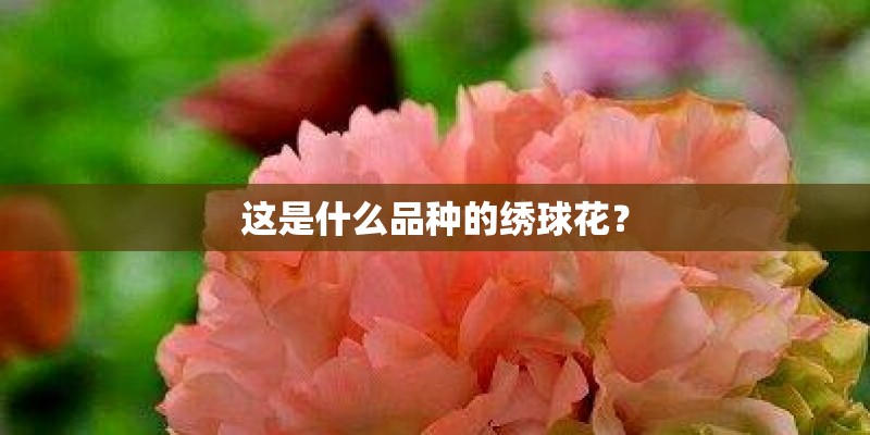 这是什么品种的绣球花？
