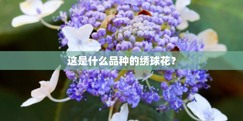这是什么品种的绣球花？
