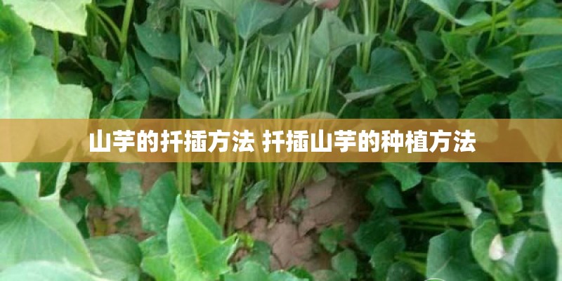 山芋的扦插方法 扦插山芋的种植方法