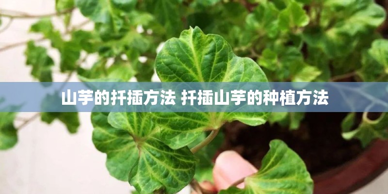 山芋的扦插方法 扦插山芋的种植方法