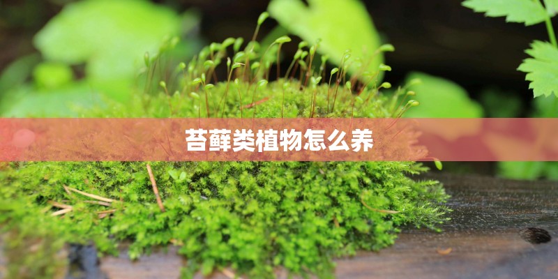苔藓类植物怎么养