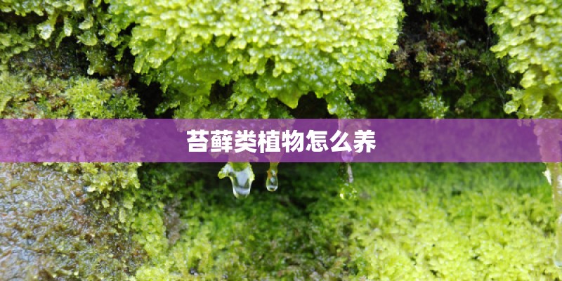 苔藓类植物怎么养