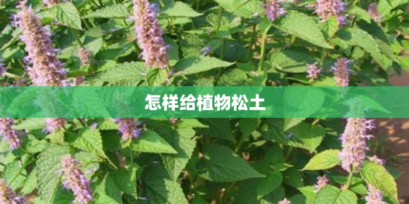 怎样给植物松土