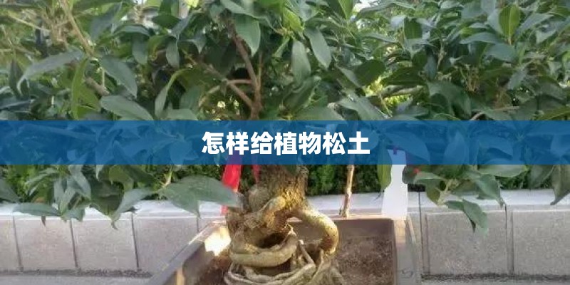 怎样给植物松土 怎样给植物松土