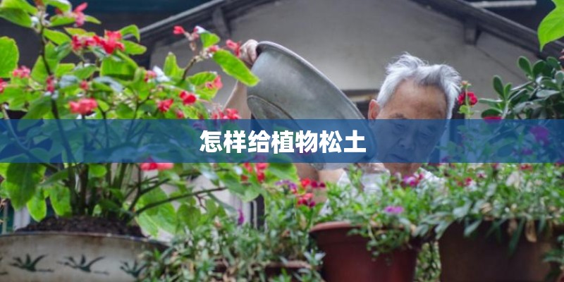 怎样给植物松土 怎样给植物松土
