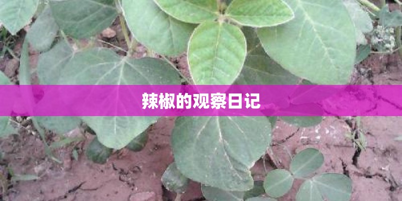 辣椒的观察日记
