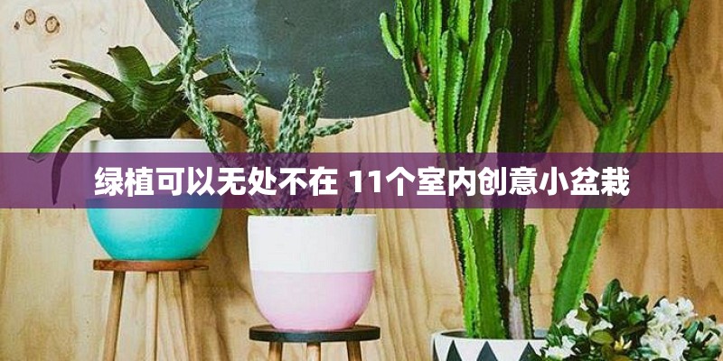 绿植可以无处不在 11个室内创意小盆栽