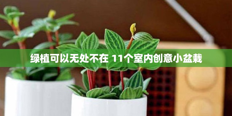 绿植可以无处不在 11个室内创意小盆栽