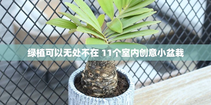 绿植可以无处不在 11个室内创意小盆栽
