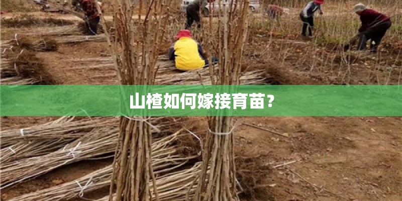 山楂如何嫁接育苗？