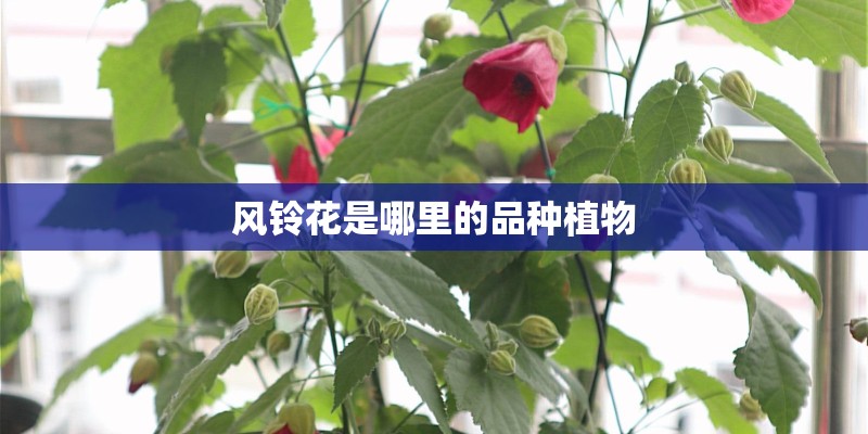 风铃花是哪里的品种植物