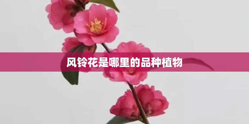 风铃花是哪里的品种植物