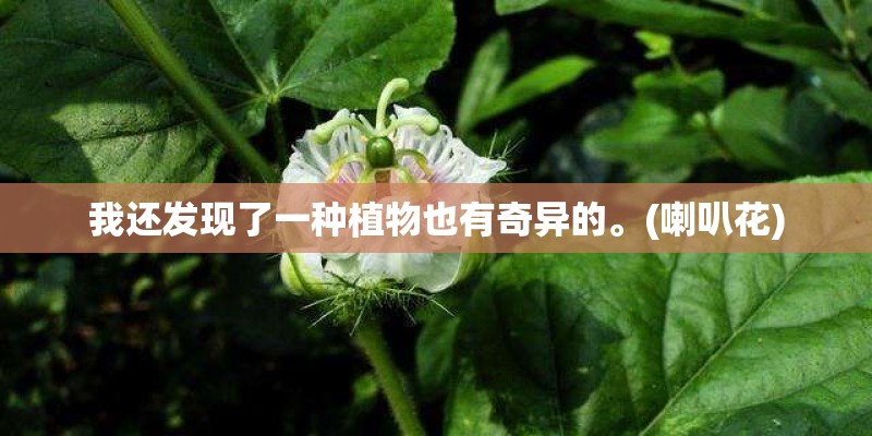 我还发现了一种植物也有奇异的。(喇叭花)