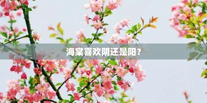 海棠喜欢阴还是阳? 海棠喜欢阴还是阳?