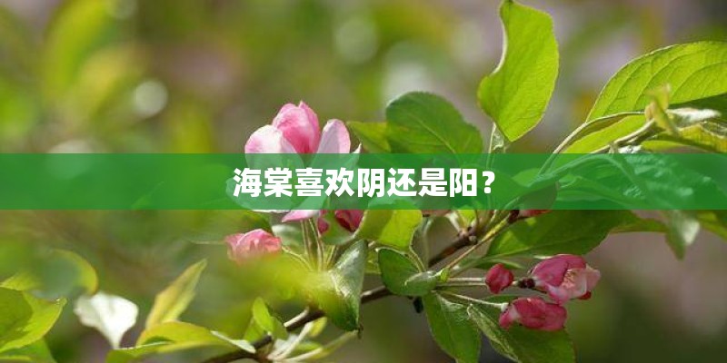 海棠喜欢阴还是阳? 海棠喜欢阴还是阳?