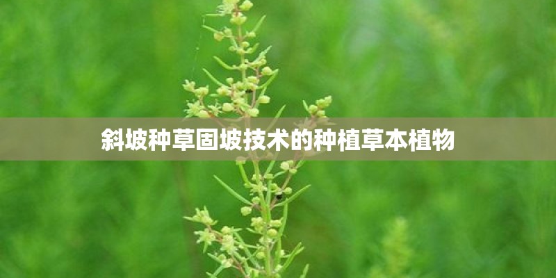 斜坡种草固坡技术的种植草本植物 斜坡种草固坡技术的种植草本植物