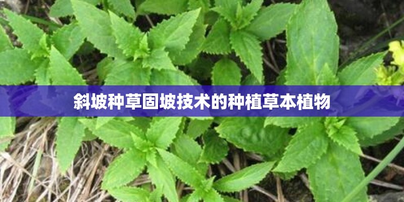 斜坡种草固坡技术的种植草本植物 斜坡种草固坡技术的种植草本植物