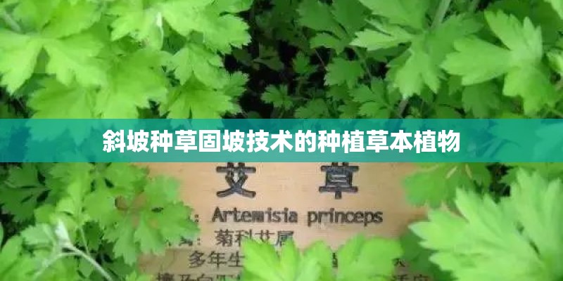斜坡种草固坡技术的种植草本植物 斜坡种草固坡技术的种植草本植物
