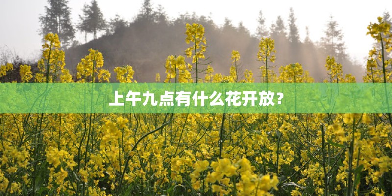 上午九点有什么花开放？