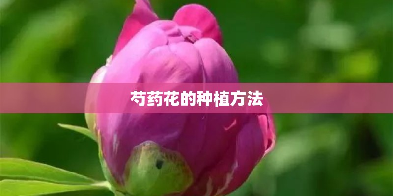 芍药花的种植方法