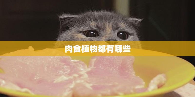 肉食植物都有哪些