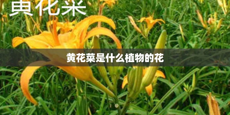 黄花菜是什么植物的花