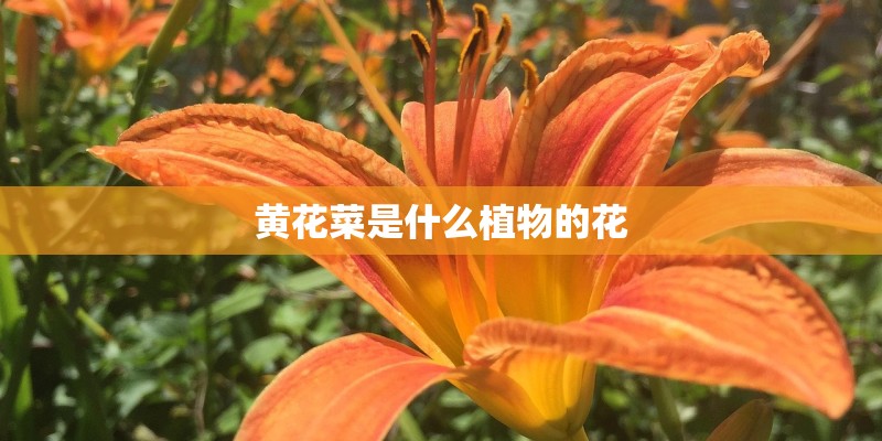 黄花菜是什么植物的花