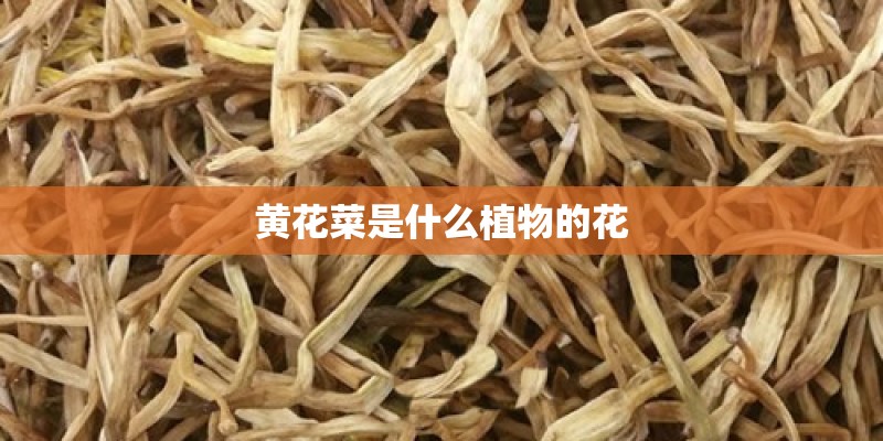 黄花菜是什么植物的花