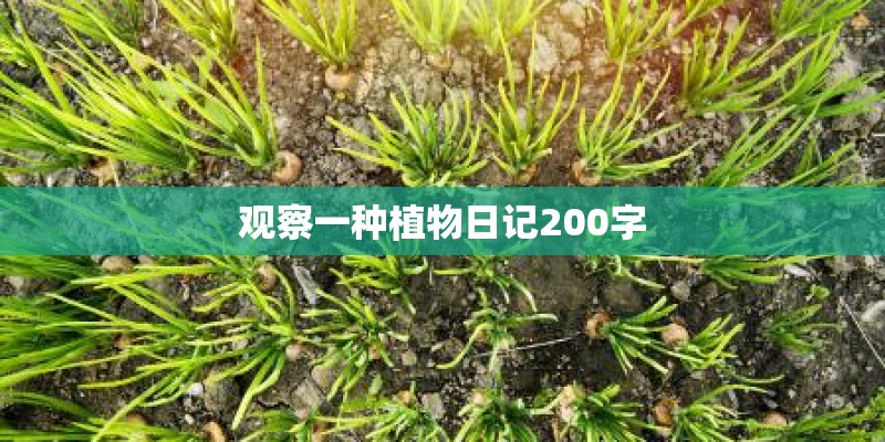 观察一种植物日记200字 观察一种植物日记200字