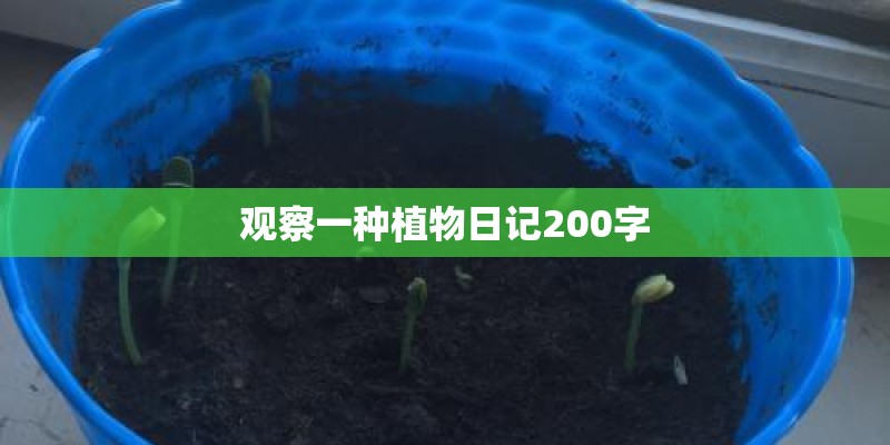 观察一种植物日记200字 观察一种植物日记200字