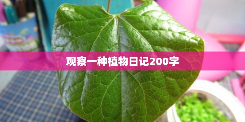 观察一种植物日记200字 观察一种植物日记200字