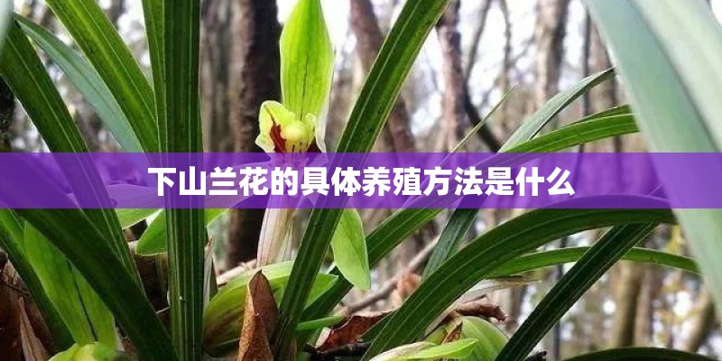 下山兰花的具体养殖方法是什么