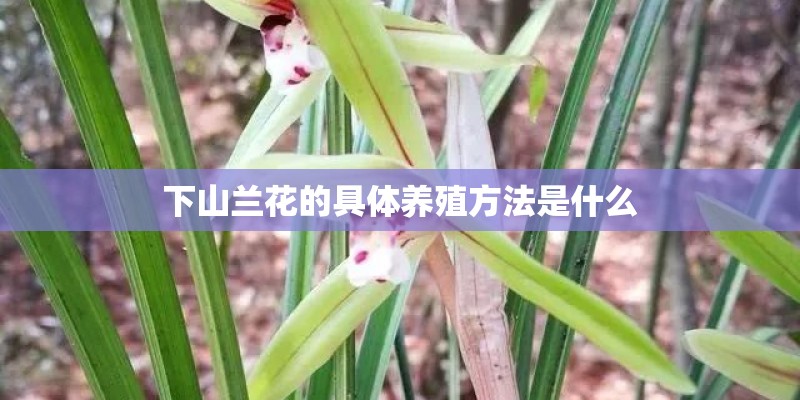 下山兰花的具体养殖方法是什么