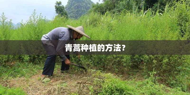 青蒿种植的方法？