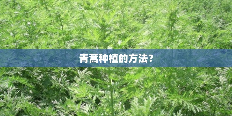 青蒿种植的方法？