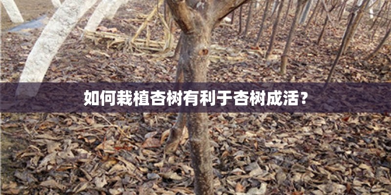 如何栽植杏树有利于杏树成活？