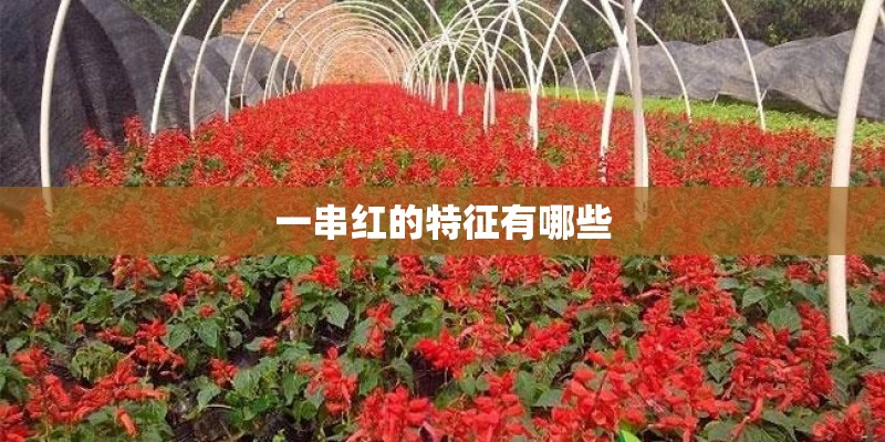 一串红的特征有哪些