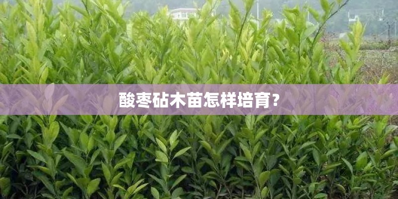 酸枣砧木苗怎样培育？