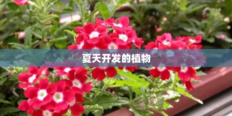 夏天开发的植物