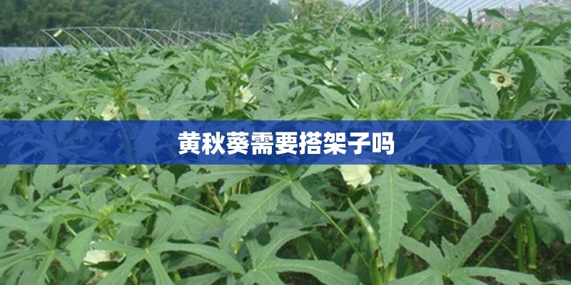 黄秋葵需要搭架子吗