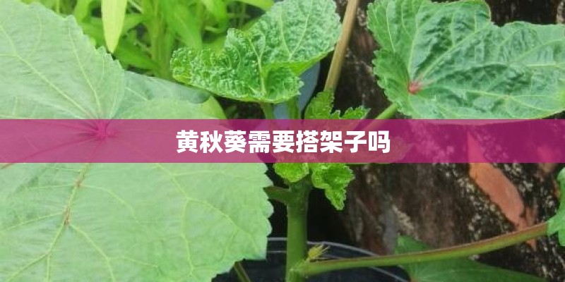黄秋葵需要搭架子吗 黄秋葵需要搭架子吗