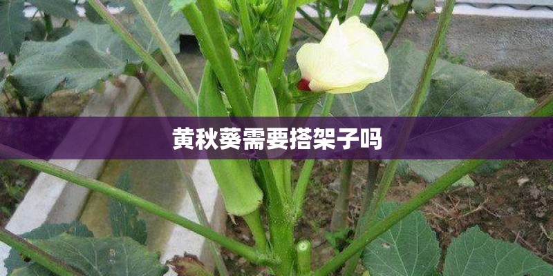 黄秋葵需要搭架子吗 黄秋葵需要搭架子吗