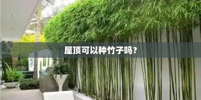 屋顶可以种竹子吗？