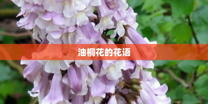 油桐花的花语